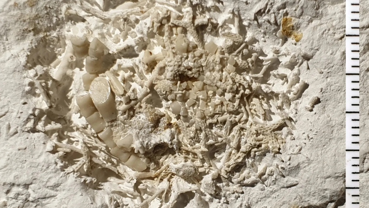 66-million-year-old fossilized vomit is found in Denmark : NPR