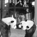 As pandas debut at D.C. zoo, a look back at panda diplomacy : NPR
