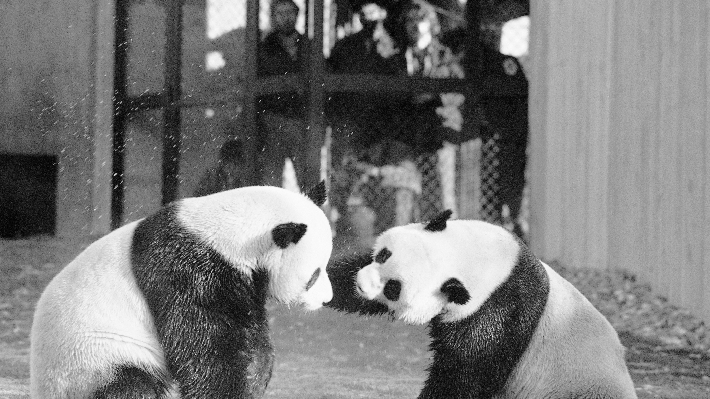 As pandas debut at D.C. zoo, a look back at panda diplomacy : NPR