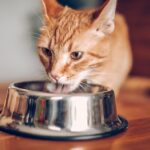 Bird flu from cat food? What to know to protect your pets : Shots