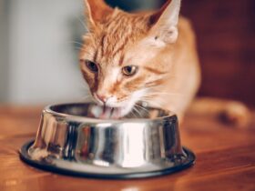 Bird flu from cat food? What to know to protect your pets : Shots