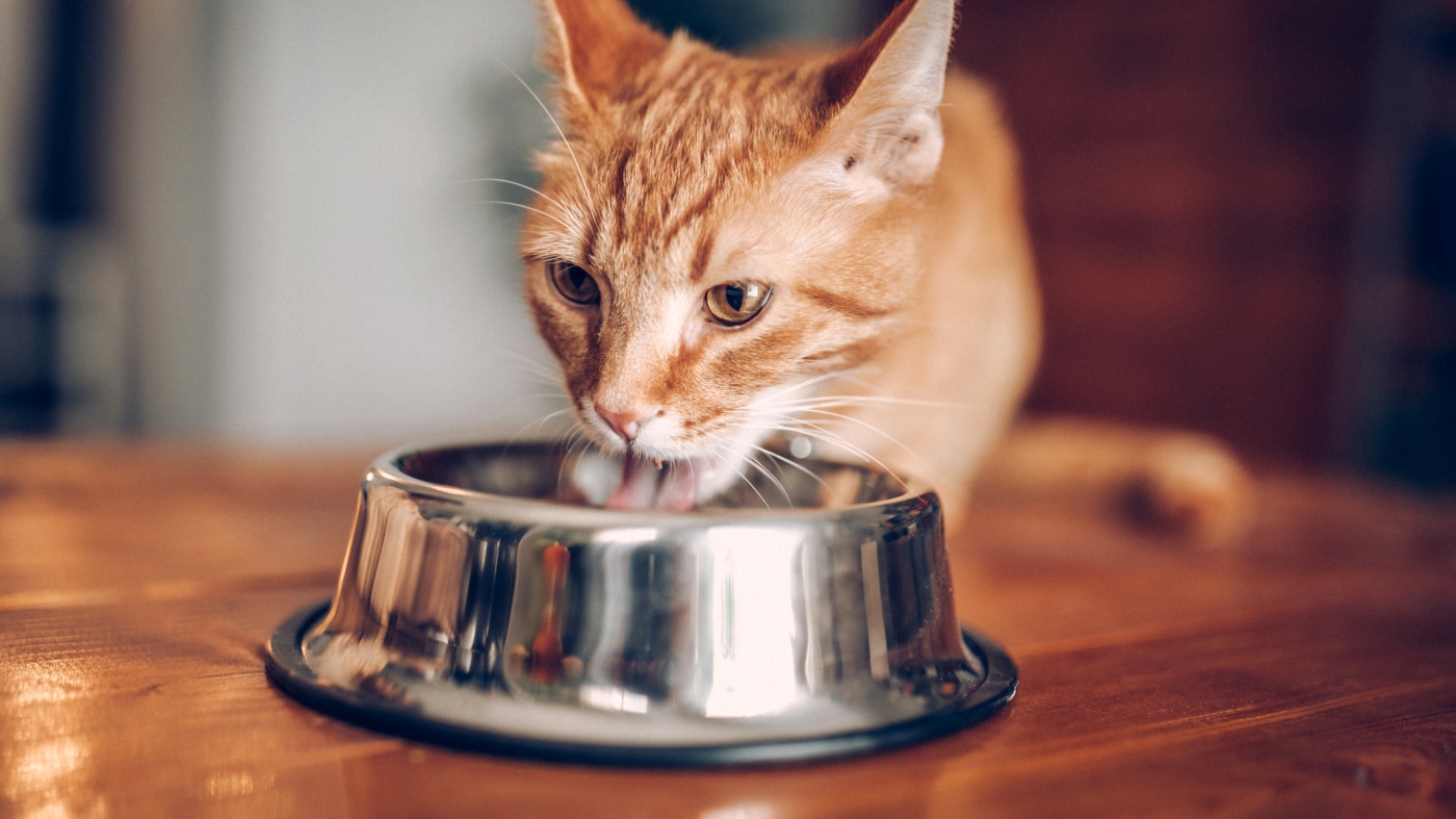 Bird flu from cat food? What to know to protect your pets : Shots