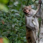 Last 4 escaped monkeys are captured in South Carolina after months on the loose