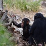 Peeing is contagious in chimpanzees, study suggests : NPR