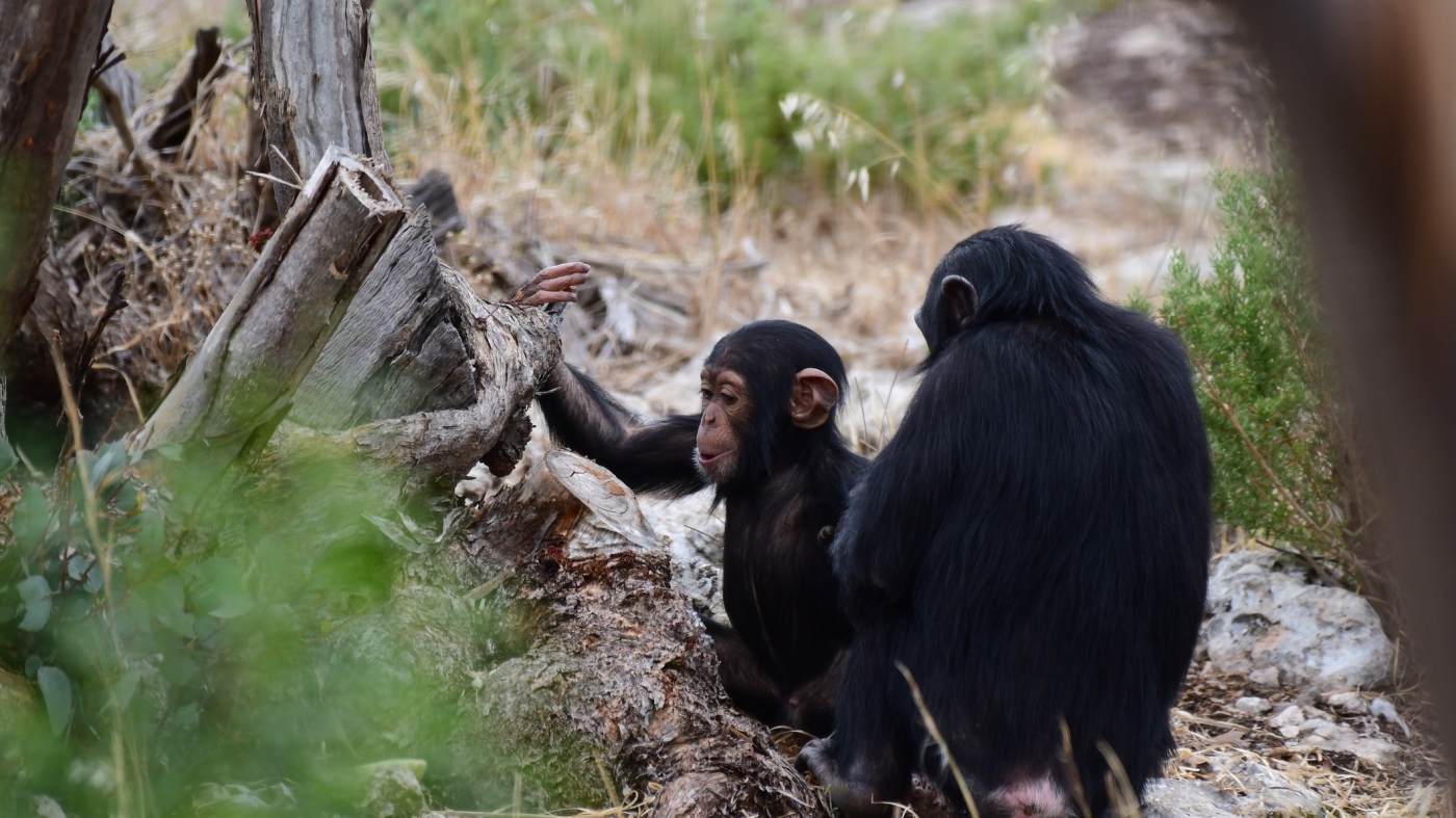 Peeing is contagious in chimpanzees, study suggests : NPR