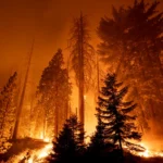 Randy Sutton Proposes Plans To Address California Wildfires – One America News Network