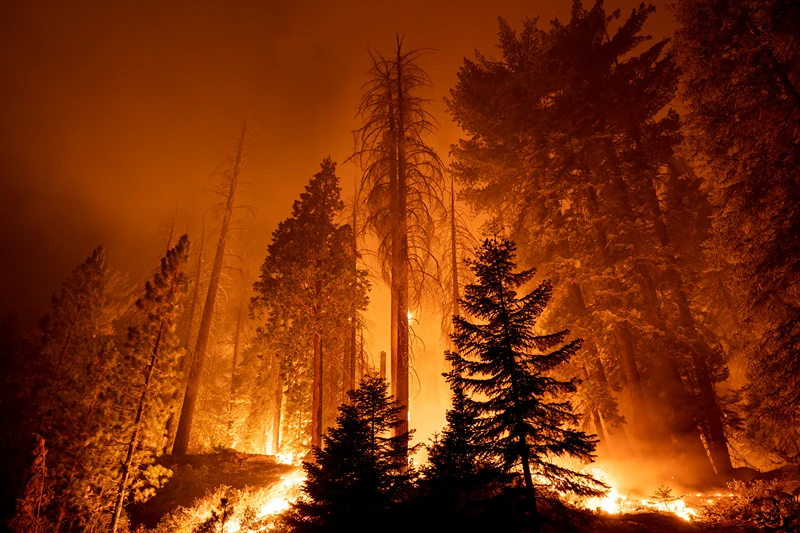 Randy Sutton Proposes Plans To Address California Wildfires – One America News Network