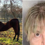 Woman Arrested After 27 Dead Horses Found in California