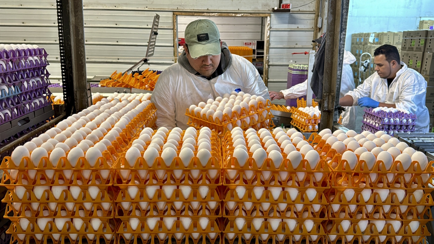 On the frontline against bird flu, egg farmers fear they're losing the battle : Shots