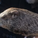 Punxsutawney Phil Saw His Shadow : NPR