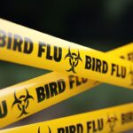 A failing response to bird flu is hurting farmers and consumers