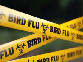 A failing response to bird flu is hurting farmers and consumers