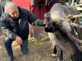 Attempted Theft and Poisoning of a Star Reindeer Leaves Anchorage Miffed