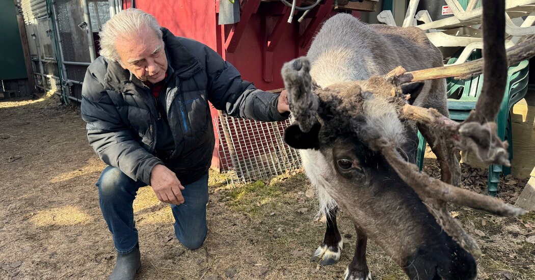 Attempted Theft and Poisoning of a Star Reindeer Leaves Anchorage Miffed