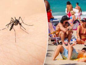 Dengue fever cases rise in spring break locations like Mexico, Puerto Rico: CDC