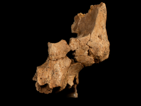 Discovery of partial face fossil belongs to oldest human ancestor in Western Europe