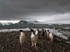 Fear at isolated Antarctica base as man accused of attacking colleague, threats