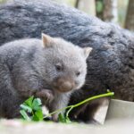 Sam Jones, influencer who snatched wombat, leaves Australia : NPR