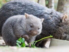 Sam Jones, influencer who snatched wombat, leaves Australia : NPR