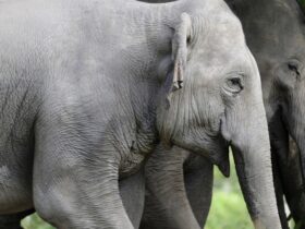 The Asian elephant population in Cambodia is more robust than previously thought : NPR