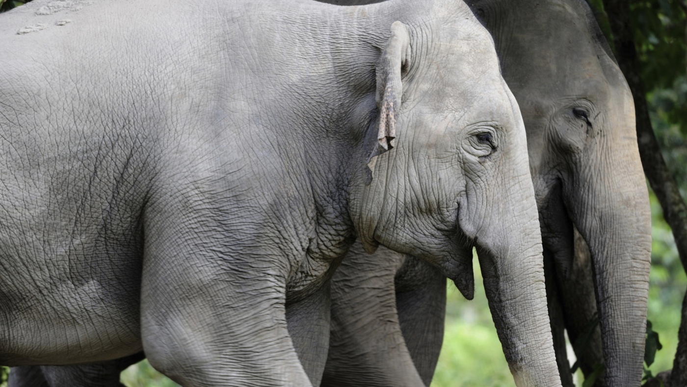 The Asian elephant population in Cambodia is more robust than previously thought : NPR