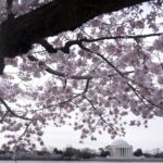 Tidal Basin's cherry trees showing green buds, first stage toward peak bloom