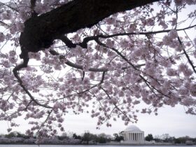 Tidal Basin's cherry trees showing green buds, first stage toward peak bloom