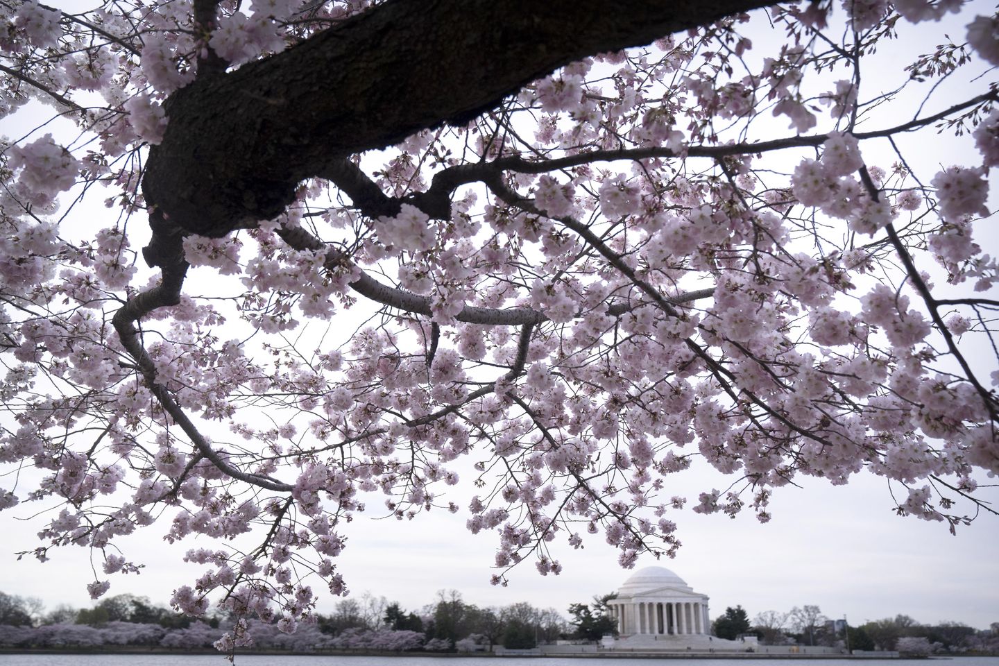 Tidal Basin's cherry trees showing green buds, first stage toward peak bloom