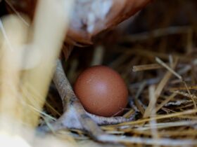 Vaccinating chickens could help reduce US egg prices as bird flu decimates flocks