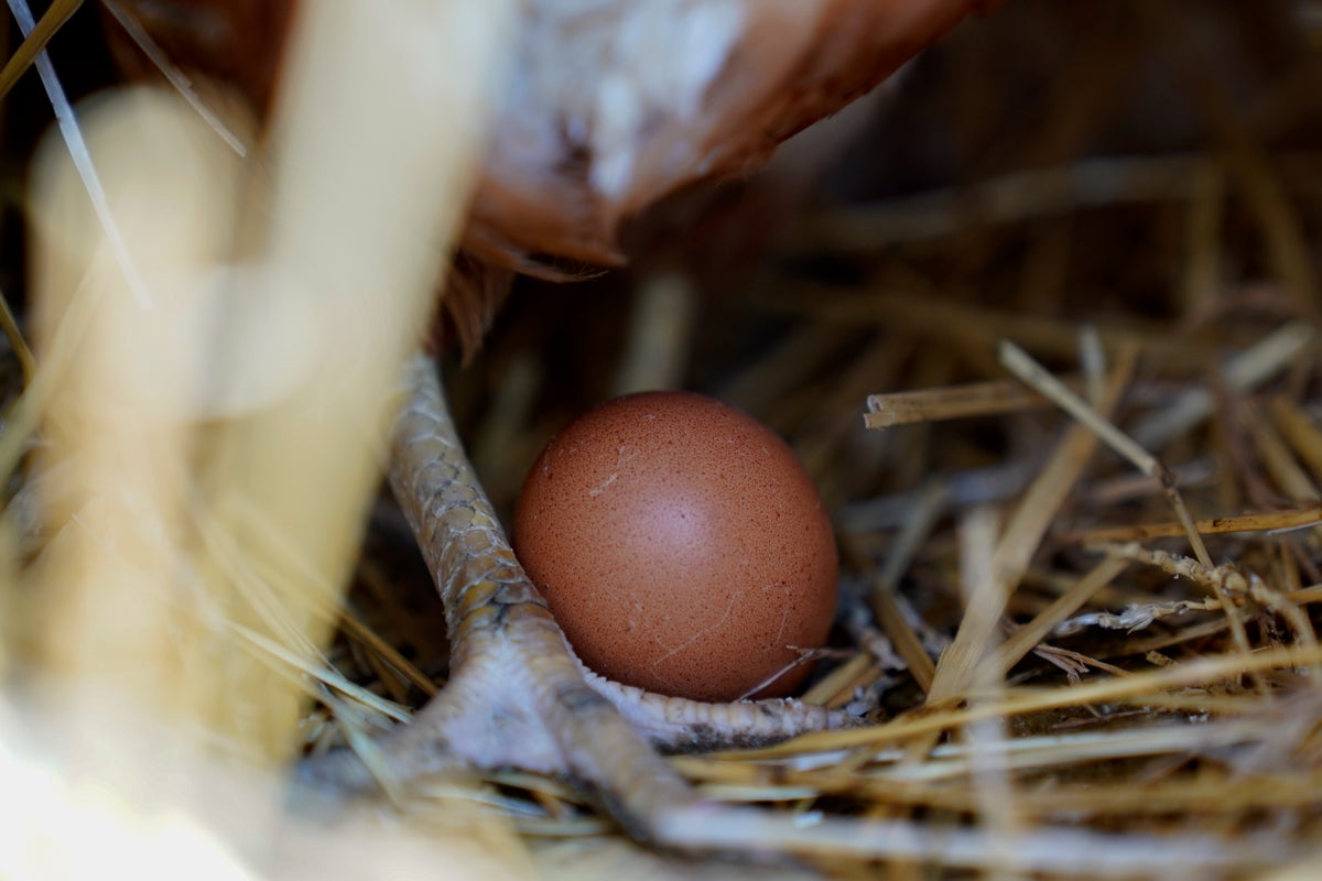 Vaccinating chickens could help reduce US egg prices as bird flu decimates flocks