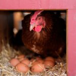 Vaccinating poultry could help cut soaring egg prices but US remains hesitant