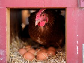 Vaccinating poultry could help cut soaring egg prices but US remains hesitant