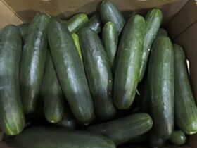 Dozens sickened in expanding salmonella outbreak linked to recalled cucumbers