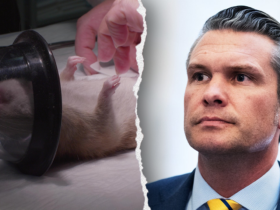 PETA thanks Trump admin for Navy ban, pushes for animal research restrictions