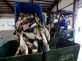 Trump administration promises Illinois it will pay to keep carp out of the Great Lakes