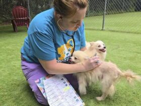 101 dogs living in packed, filthy conditions removed from North Carolina home