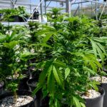 Elderly marijuana use increases 50% as doctor warns of cognitive dangers