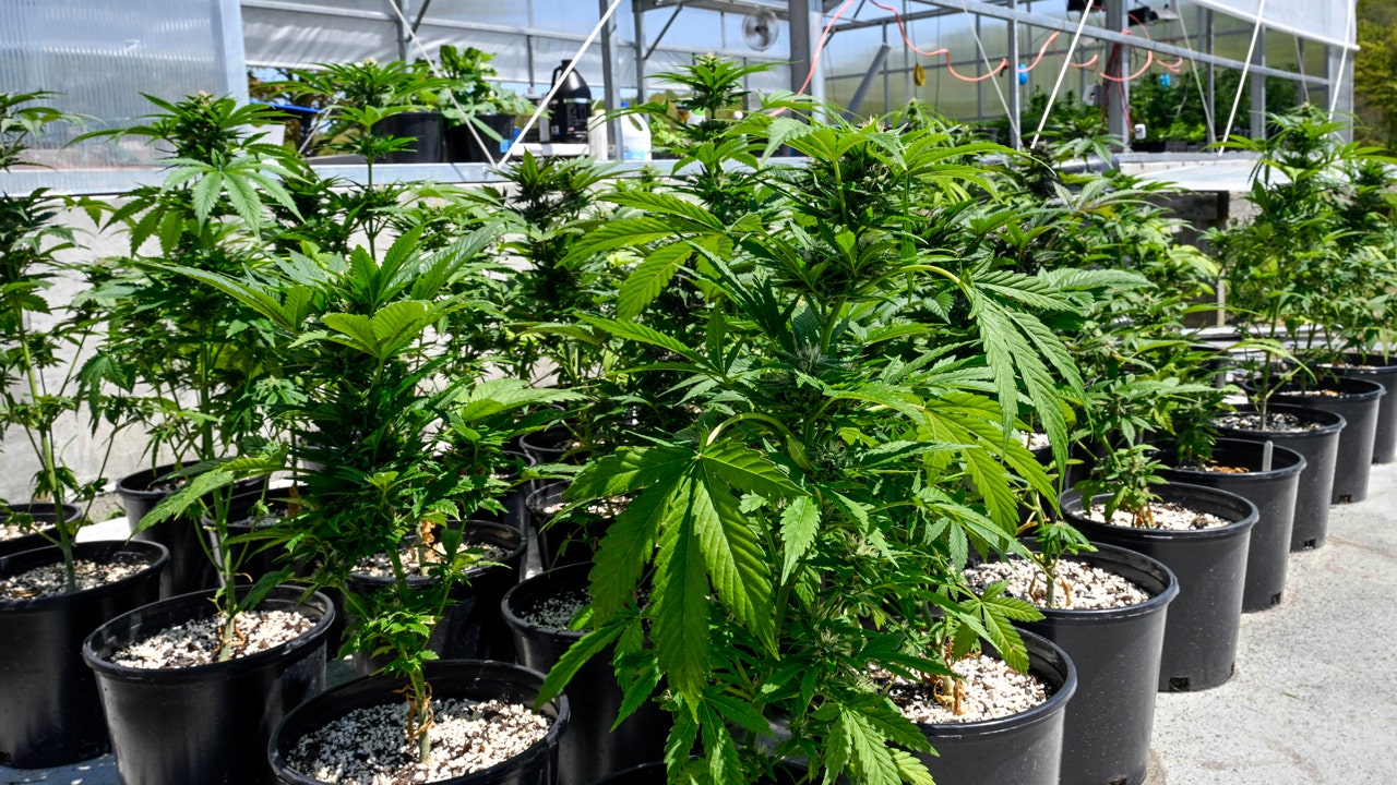 Elderly marijuana use increases 50% as doctor warns of cognitive dangers