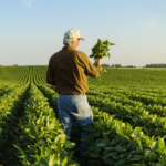 I’m a Farmer Who Voted for Trump. His Tariffs Are Stressing Me Out. – Mother Jones