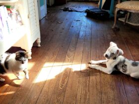 Jury finds New Orleans police officer who shot and killed puppy violated rights but has immunity