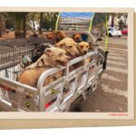 Mexico City bus takes dogs to school : NPR