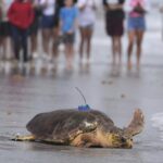 Sea turtle Dilly Dally released into the ocean with three flippers after undergoing amputation : NPR