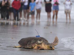 Sea turtle Dilly Dally released into the ocean with three flippers after undergoing amputation : NPR