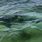 Shark-freeing diver says Trump pardon surprised him