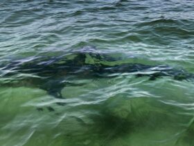 Shark-freeing diver says Trump pardon surprised him