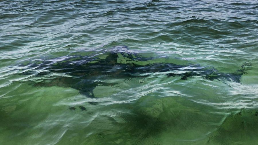 Shark-freeing diver says Trump pardon surprised him