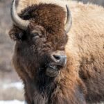 Tourist injured by bison at Yellowstone after approaching too closely
