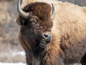 Tourist injured by bison at Yellowstone after approaching too closely