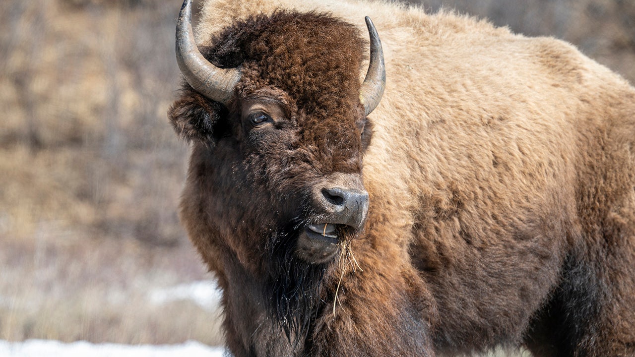 Tourist injured by bison at Yellowstone after approaching too closely