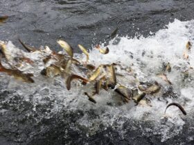 Trump revokes Biden's order for 'equitable treatment of fish'